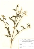 藏品(臺灣澤蘭)的圖片